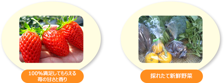 100％満足してもらえる 苺の甘さと香り、無農薬・低農薬栽培の野菜